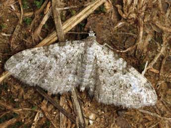 Eupithecia semigraphata Brd adulte - ©Daniel Morel