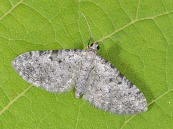 Eupithecia semigraphata Brd adulte - Philippe Mothiron