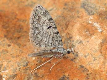 Eupithecia senorita Mironov adulte - ©Daniel Morel