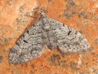 Eupithecia senorita Mironov adulte - ©Daniel Morel