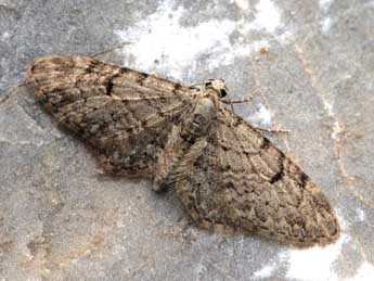 Eupithecia senorita Mironov adulte - ©Daniel Morel