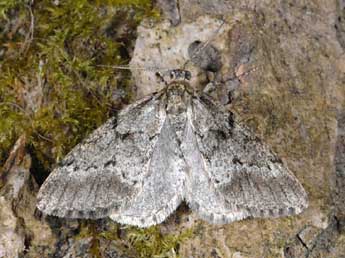 Tephronia sepiaria Hfn. adulte - Alexis Borges