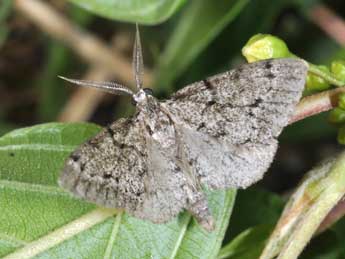 Tephronia sepiaria Hfn. adulte - Philippe Mothiron