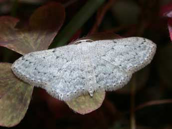 Idaea seriata Schrk adulte - Philippe Mothiron