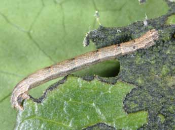  Chenille de Idaea seriata Schrk - ©Alexis Borges