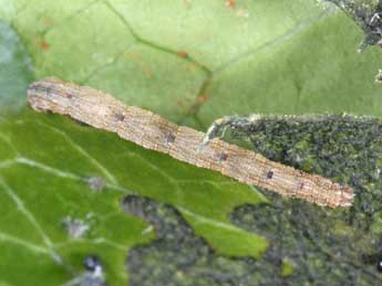  Chenille de Idaea seriata Schrk - ©Alexis Borges