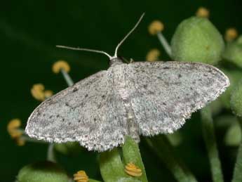 Idaea seriata Schrk adulte - ©Philippe Mothiron