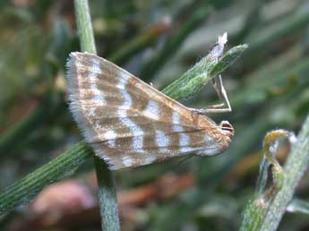 Idaea sericeata Hb. adulte - ©Philippe Mothiron