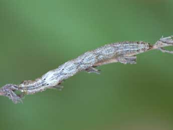  Chenille de Idaea sericeata Hb. - ©Lionel Taurand