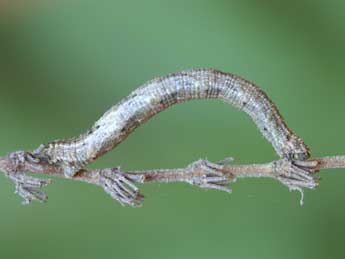  Chenille de Idaea sericeata Hb. - Lionel Taurand