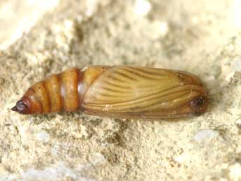  Chrysalide de Idaea sericeata Hb. - Lionel Taurand