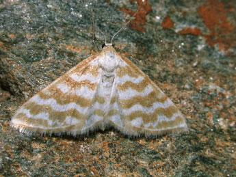 Idaea sericeata Hb. adulte - ©Philippe Mothiron