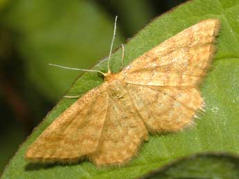 Idaea serpentata Hfn. adulte - ©Franois Spill