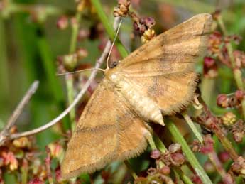 Idaea serpentata Hfn. adulte - Franois Spill