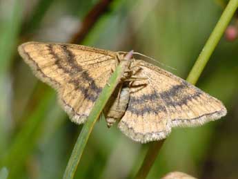 Idaea serpentata Hfn. adulte - Franois Spill