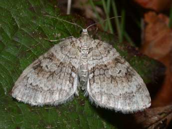 Nothocasis sertata Hb. adulte - Philippe Mothiron