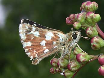 Spialia sertorius Hoffmsg adulte - Philippe Mothiron