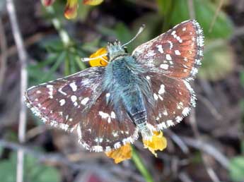 Spialia sertorius Hoffmsg adulte - ©Philippe Mothiron