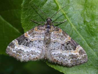 Pterapherapteryx sexalata Retz. adulte - Michel Rauch