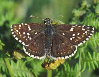 Pyrgus sidae Esp. adulte - ©Tristan Lafranchis