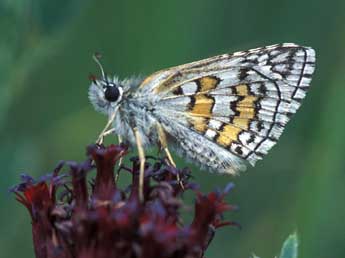 Pyrgus sidae Esp. adulte - Tristan Lafranchis