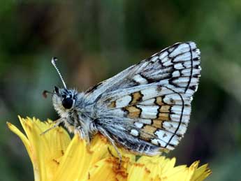 Pyrgus sidae Esp. adulte - Daniel Morel