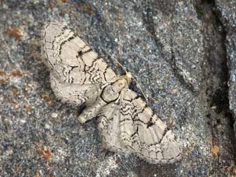 Eupithecia silenicolata Mab. adulte - ©Daniel Morel