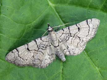 Eupithecia silenicolata Mab. adulte - ©Daniel Morel