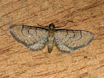 Eupithecia alliaria Stgr adulte - ©Patrick Rosset