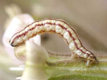  Chenille de Eupithecia silenicolata Mab. - ©Raphal Spronck