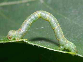  Chenille de Parectropis similaria Hfn. - ©Philippe Mothiron