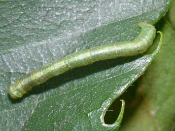  Chenille de Parectropis similaria Hfn. - Philippe Mothiron