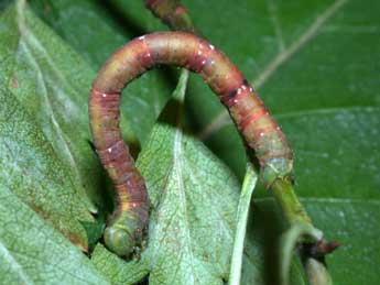  Chenille de Parectropis similaria Hfn. - Philippe Mothiron