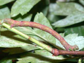  Chenille de Parectropis similaria Hfn. - Philippe Mothiron