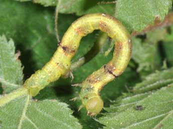  Chenille de Parectropis similaria Hfn. - ©Philippe Mothiron