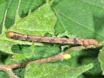  Chenille de Parectropis similaria Hfn. - Philippe Mothiron