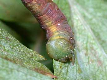  Chenille de Parectropis similaria Hfn. - ©Philippe Mothiron