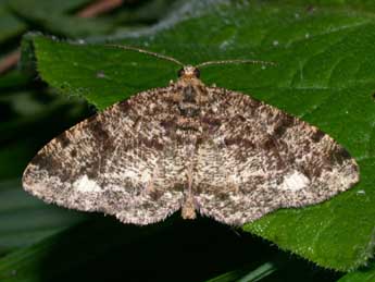 Parectropis similaria Hfn. adulte - Philippe Mothiron