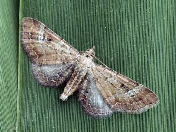 Eupithecia simpliciata Hw. adulte - Daniel Morel