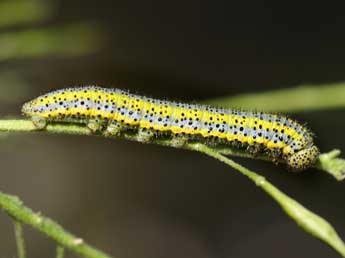  Chenille de Euchloe simplonia Frr - ©Tristan Lafranchis