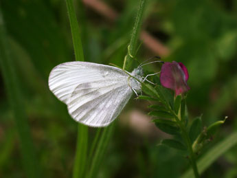 Leptidea sinapis L. adulte - ©Philippe Mothiron