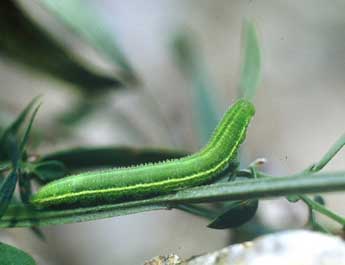  Chenille de Leptidea sinapis L. - ©Philippe Mothiron