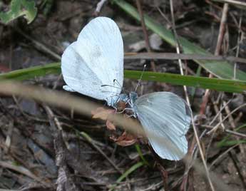 Leptidea sinapis L. adulte - ©Philippe Mothiron