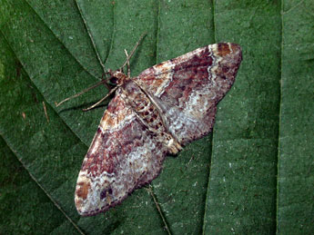 Xanthorhoe spadicearia D. & S. adulte - Philippe Mothiron