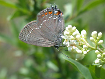 Satyrium ilicis Esp. adulte - ©Philippe Mothiron