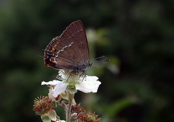 Satyrium spini D. & S. adulte - ©Philippe Mothiron