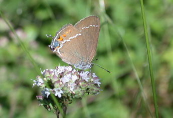 Satyrium spini D. & S. adulte - Philippe Mothiron