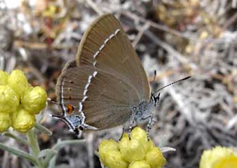 Satyrium spini D. & S. adulte - ©Jean-Pierre Arnaud