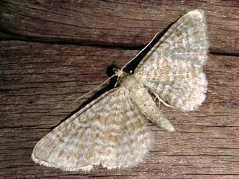 Eupithecia spissilineata Metzner adulte - Jean-Pierre Lamoline