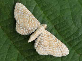 Eupithecia spissilineata Metzner adulte - Daniel Morel